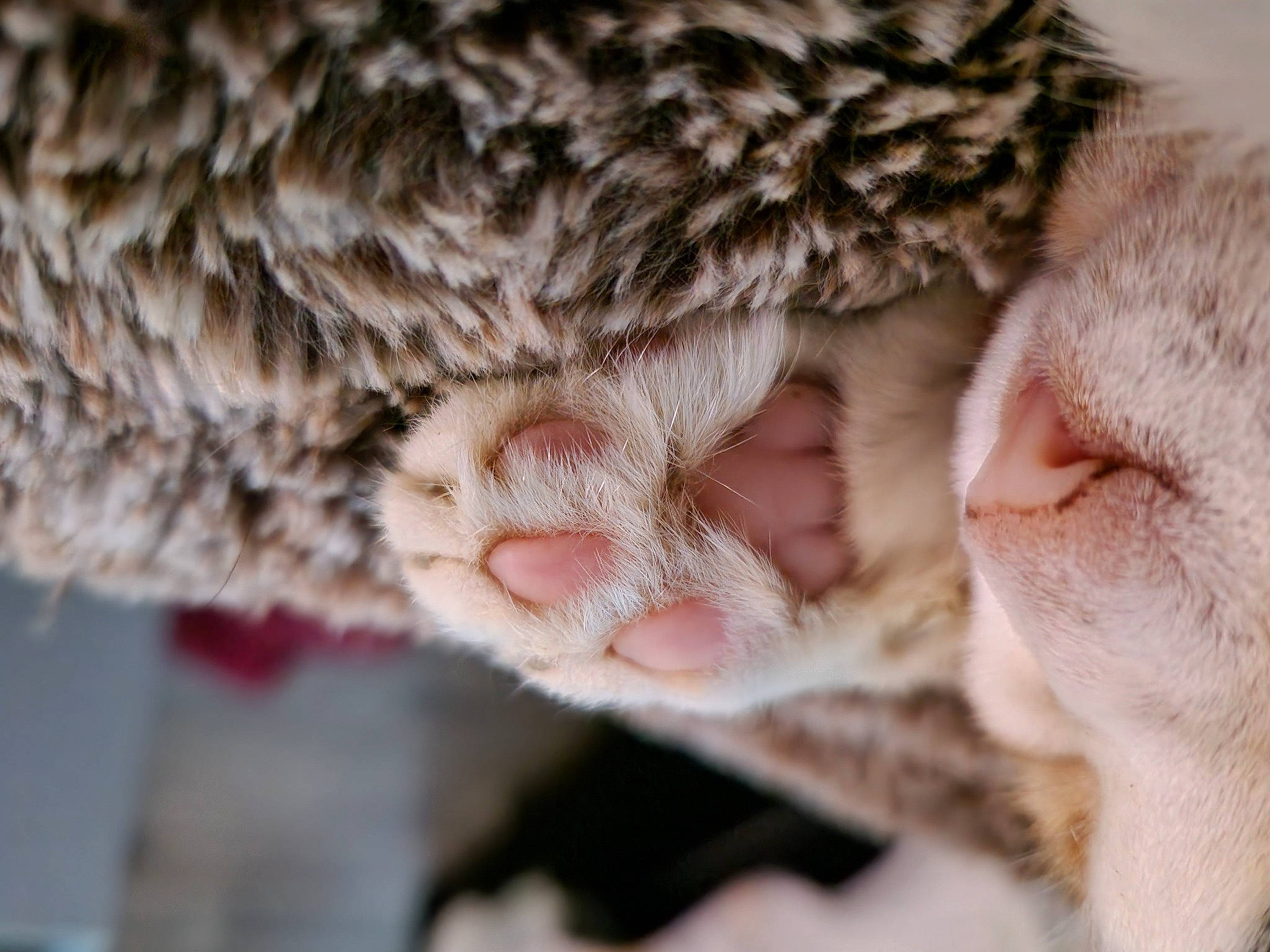 Blossom joined the competition — help win amazing prizes! cat, claw, close_up, domestic_short_haired_cat, eyelash, fawn, felidae, fur, fur_clothing, jaw, macro_photography, paw, small_to_medium_sized_cats, snout, sporting_group, tail, terrestrial_animal, vertebrate, whiskers, wildlife