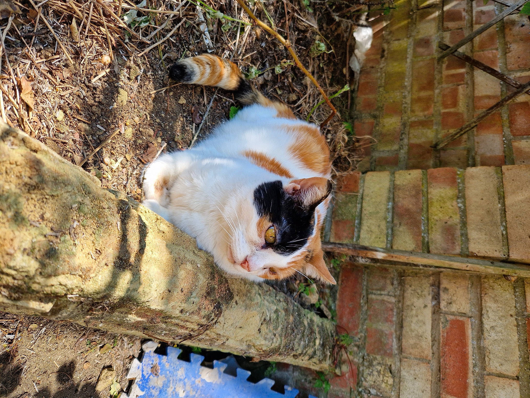 Blossom joined the competition — help win amazing prizes! brick, brickwork, canidae, carnivore, cat, dog_breed, domestic_short_haired_cat, fawn, felidae, fur, grass, plant, small_to_medium_sized_cats, snout, sporting_group, tail, terrestrial_animal, tree, whiskers, wood