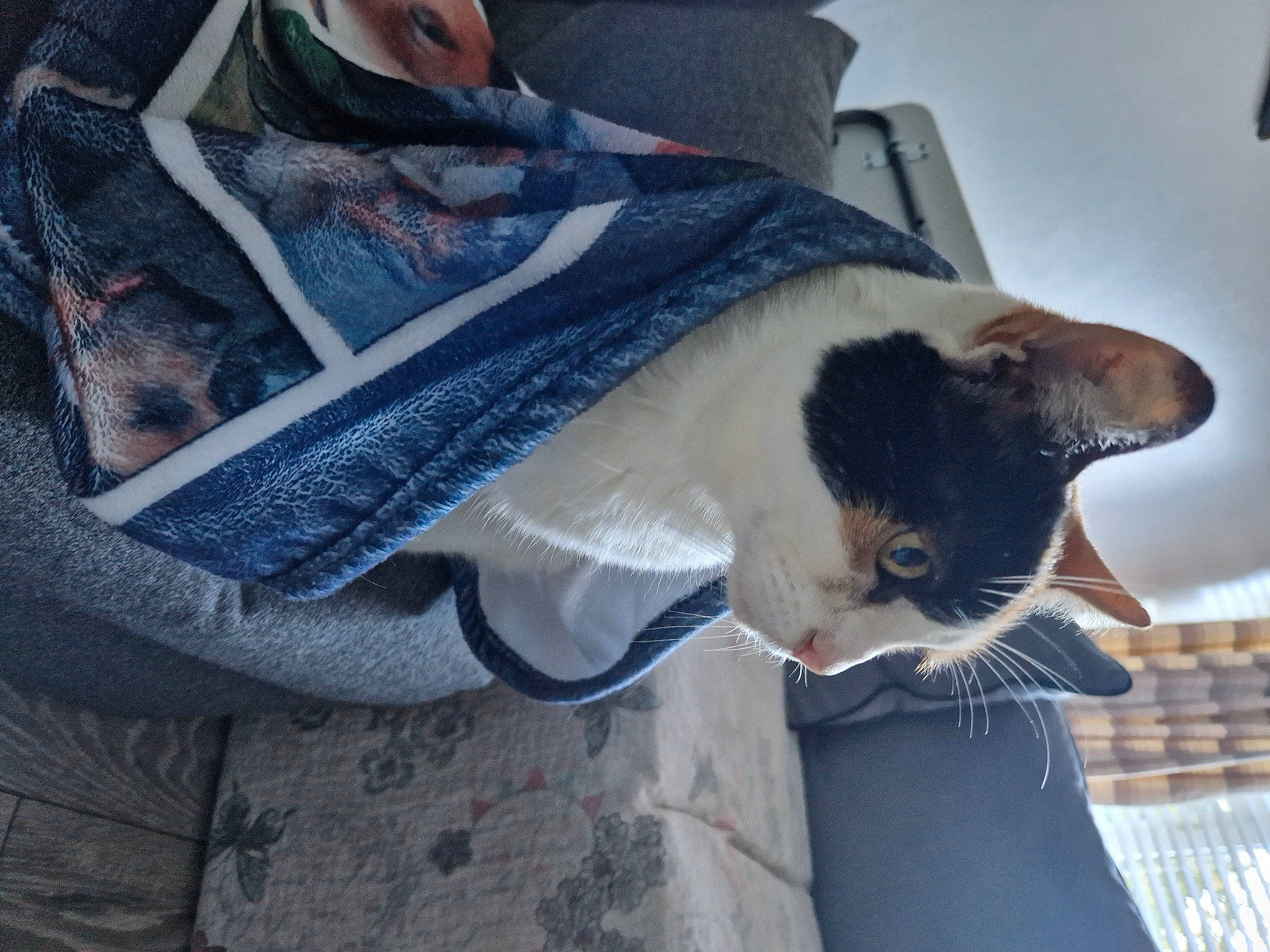 Blossom is registered to the contest to win money with this photo: beard, carnivore, cat, comfort, domestic_short_haired_cat, fawn, felidae, formal_wear, fur, grey, linens, nap, pattern, paw, sleeve, small_to_medium_sized_cats, snout, tail, whiskers, window