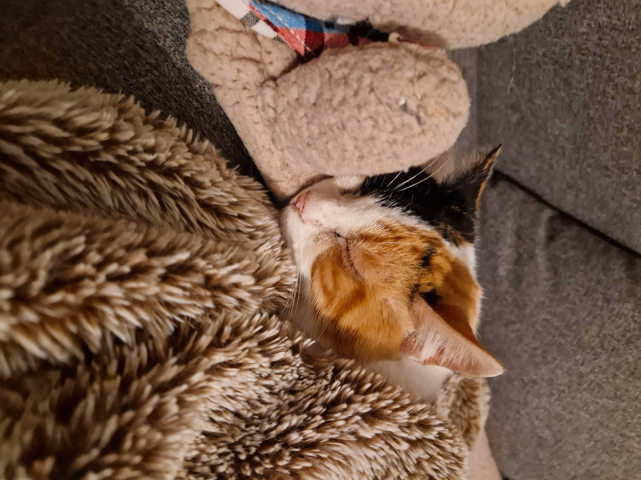 Blossom is registered to the contest to win money with this photo: carnivore, cat, claw, comfort, domestic_short_haired_cat, fawn, feather, felidae, fur, fur_clothing, paw, small_to_medium_sized_cats, snout, tail, terrestrial_animal, thread, whiskers, wildlife, wood, wool