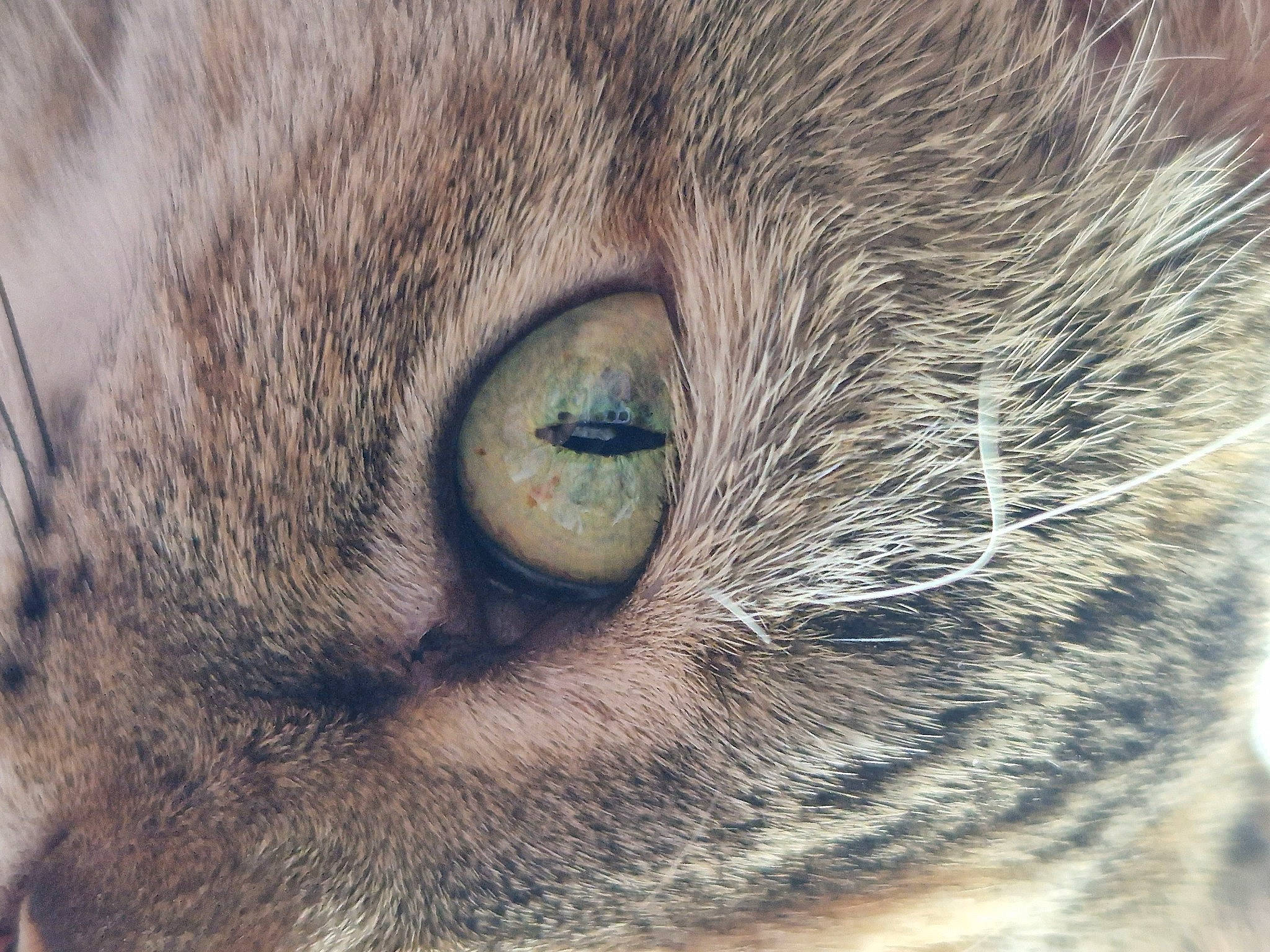 Precious is registered to the contest to win money with this photo: art, carnivore, cat, close_up, domestic_short_haired_cat, felidae, fur, grass, head, iris, lynx, macro_photography, small_to_medium_sized_cats, snout, terrestrial_animal, whiskers, wildlife