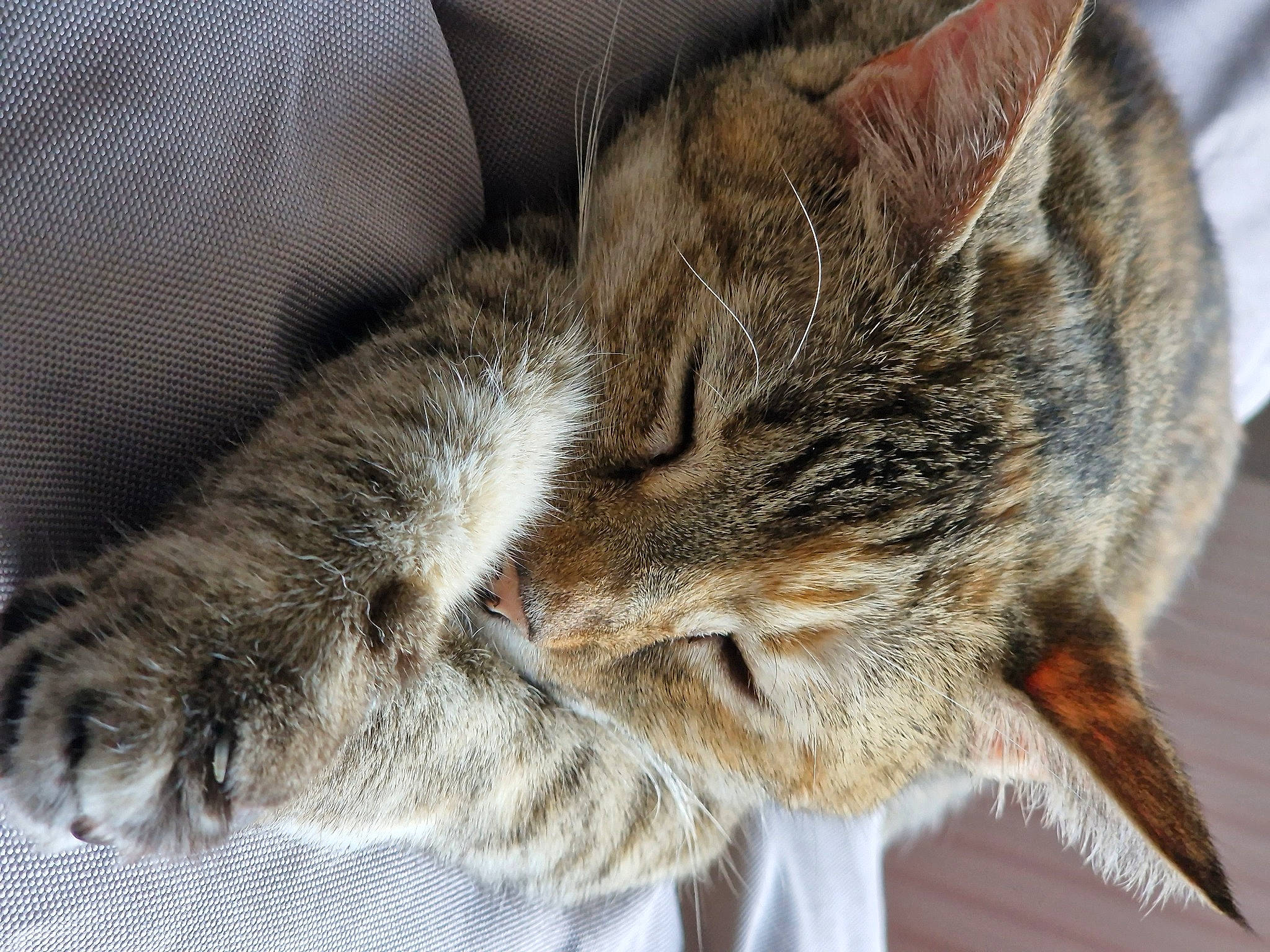 Precious is registered to the contest to win money with this photo: carnivore, cat, claw, comfort, domestic_short_haired_cat, ear, felidae, fur, nap, paw, sleep, small_to_medium_sized_cats, snout, terrestrial_animal, whiskers