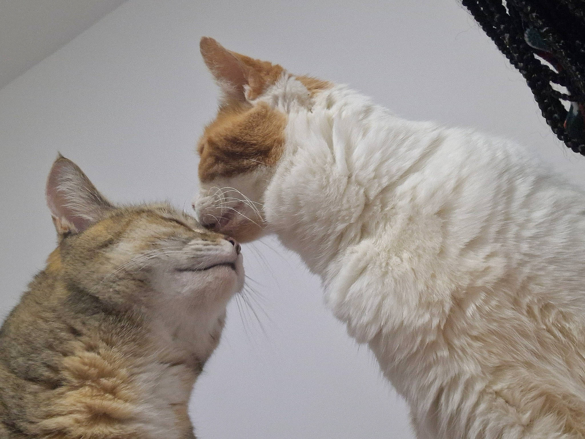 Precious is registered to the contest to win money with this photo: carnivore, cat, claw, comfort, domestic_short_haired_cat, ear, fawn, felidae, fur, gesture, mammal, nap, paw, small_to_medium_sized_cats, snout, tail, terrestrial_animal, whiskers, wildlife, window