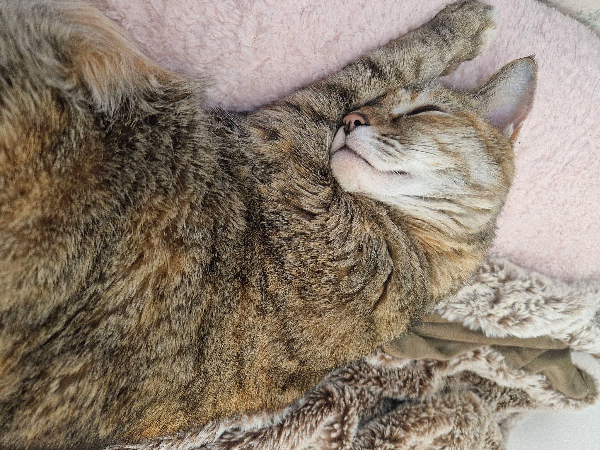 Precious joined the competition — help win amazing prizes! carnivore, cat, claw, comfort, domestic_short_haired_cat, fawn, felidae, fur, grey, nap, paw, sleep, small_to_medium_sized_cats, snout, tail, terrestrial_animal, whiskers, wildlife