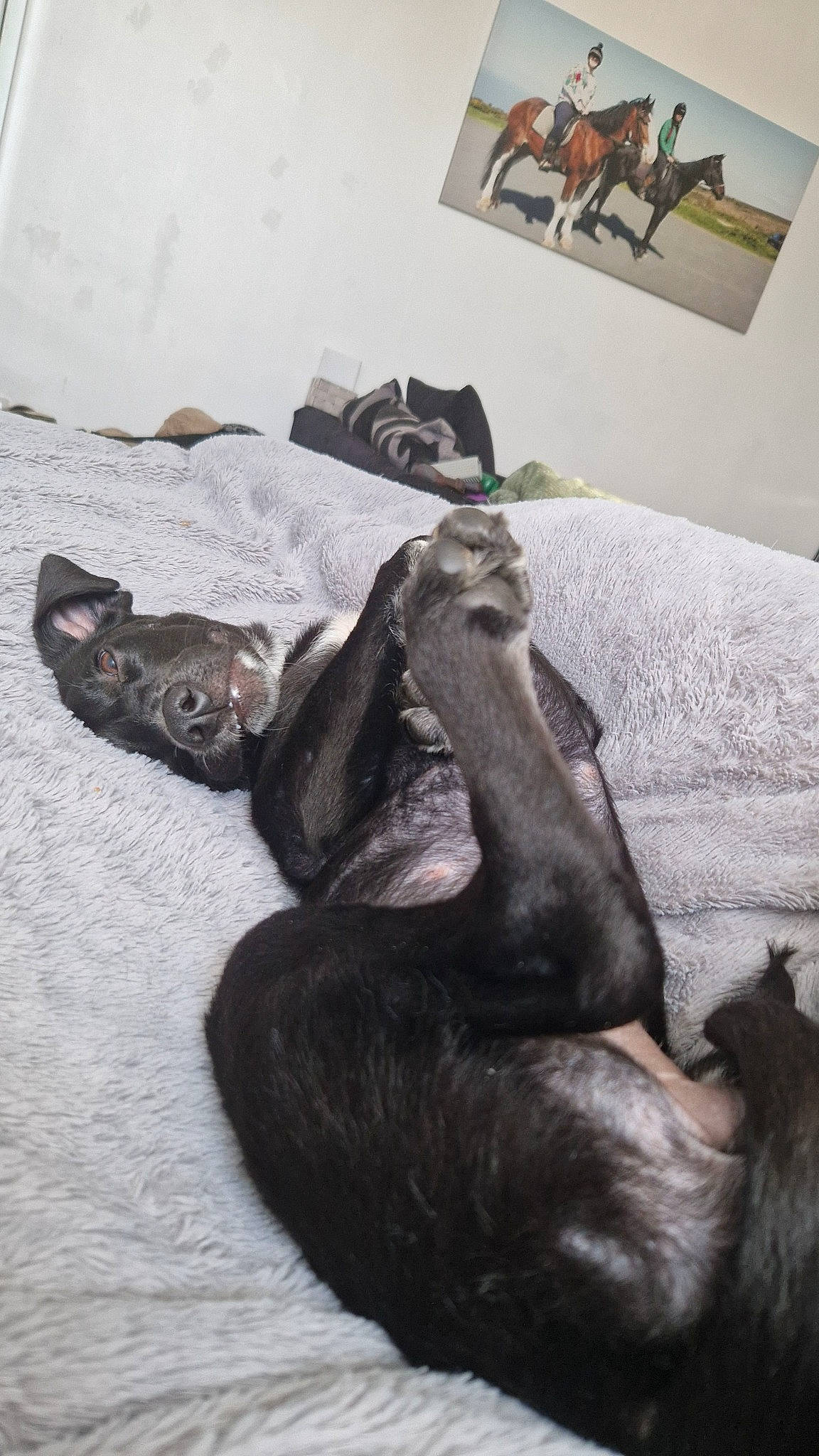 River joined the competition — help win amazing prizes! comfort, companion_dog, dog_breed, fawn, foot, fur, grey, human_leg, linens, liver, nap, natural_material, picture_frame, room, sitting, snout, terrestrial_animal