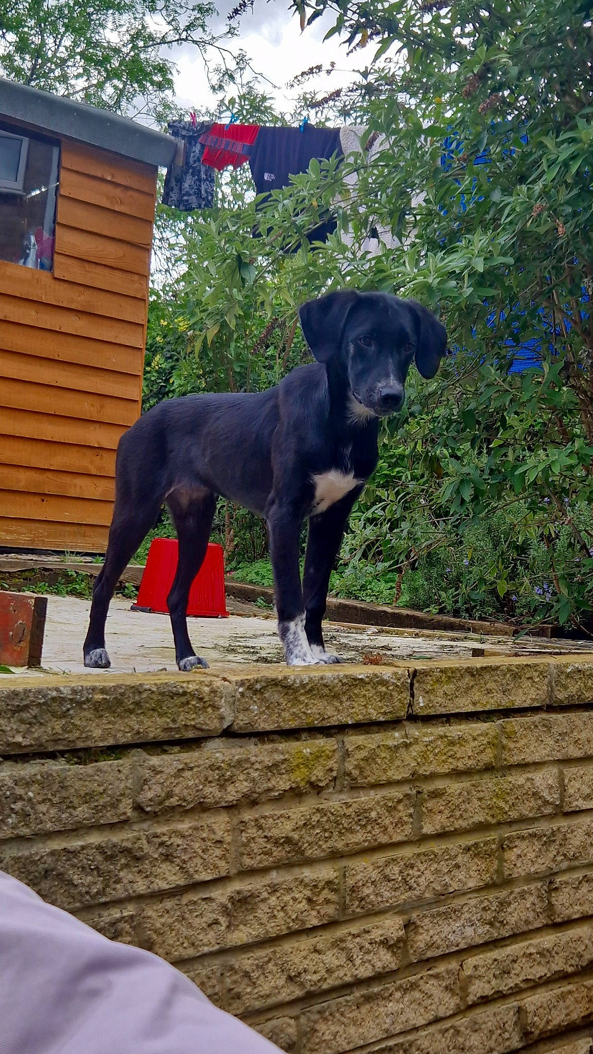 River joined the competition — help win amazing prizes! borador, carnivore, collar, companion_dog, dog, dog_breed, dog_collar, dog_supply, fawn, grass, guard_dog, gun_dog, plant, snout, tail, terrestrial_animal, tree, window, wood, working_animal