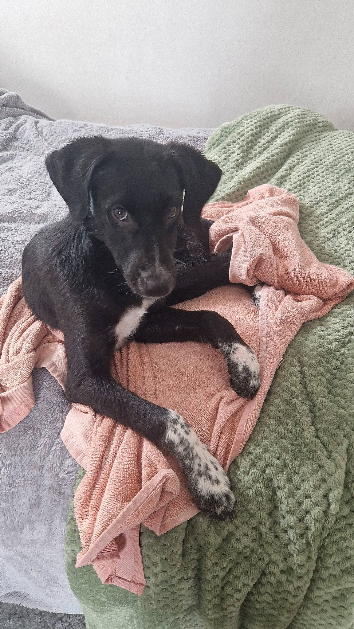 River is registered to the contest to win money with this photo: borador, canidae, carnivore, comfort, companion_dog, dog, dog_breed, dog_collar, fawn, fur, guard_dog, linens, paw, puppy, snout, sporting_group, tail, toy_dog, whiskers, working_animal