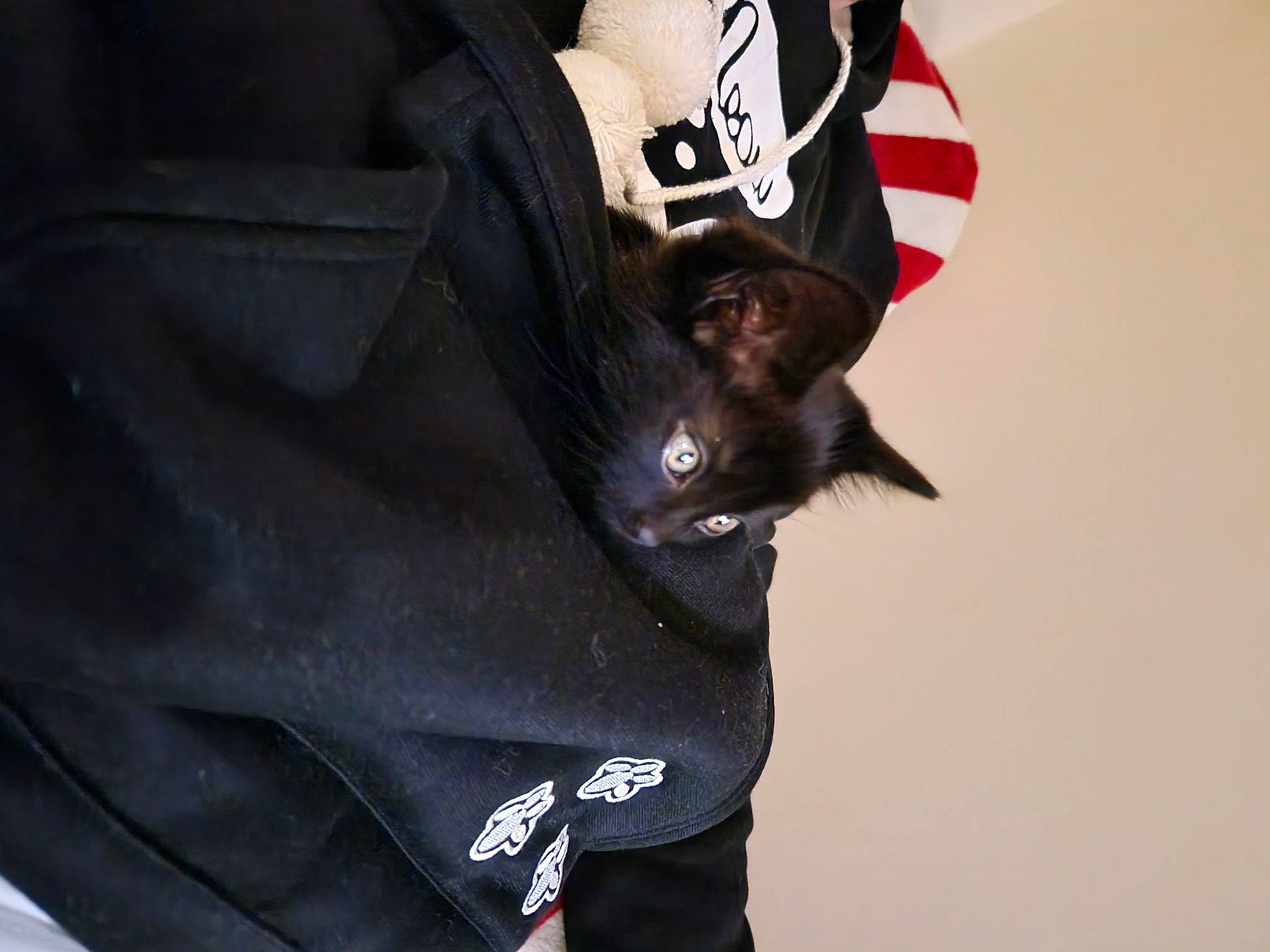 Guiness joined the competition — help win amazing prizes! bag, canidae, carmine, carnivore, cat, collar, electric_blue, fashion_accessory, felidae, font, formal_wear, fur, personal_protective_equipment, sleeve, small_to_medium_sized_cats, sportswear, t_shirt, top, uniform, whiskers