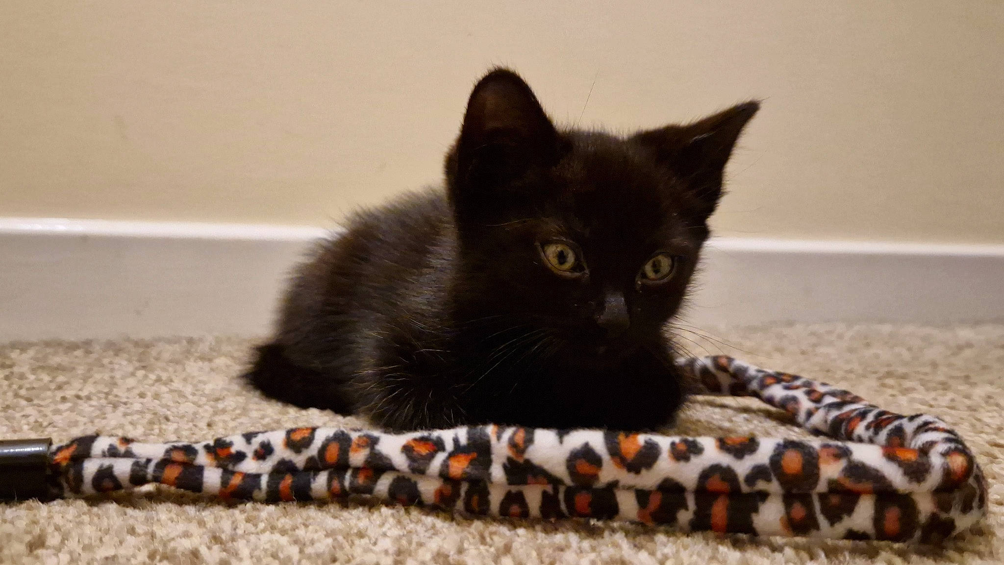 Guiness is registered to the contest to win money with this photo: black_cat, bombay, carnivore, cat, cat_furniture, cat_supply, claw, domestic_short_haired_cat, felidae, flooring, fur, paw, pet_supply, sand, small_to_medium_sized_cats, snout, tail, terrestrial_animal, whiskers