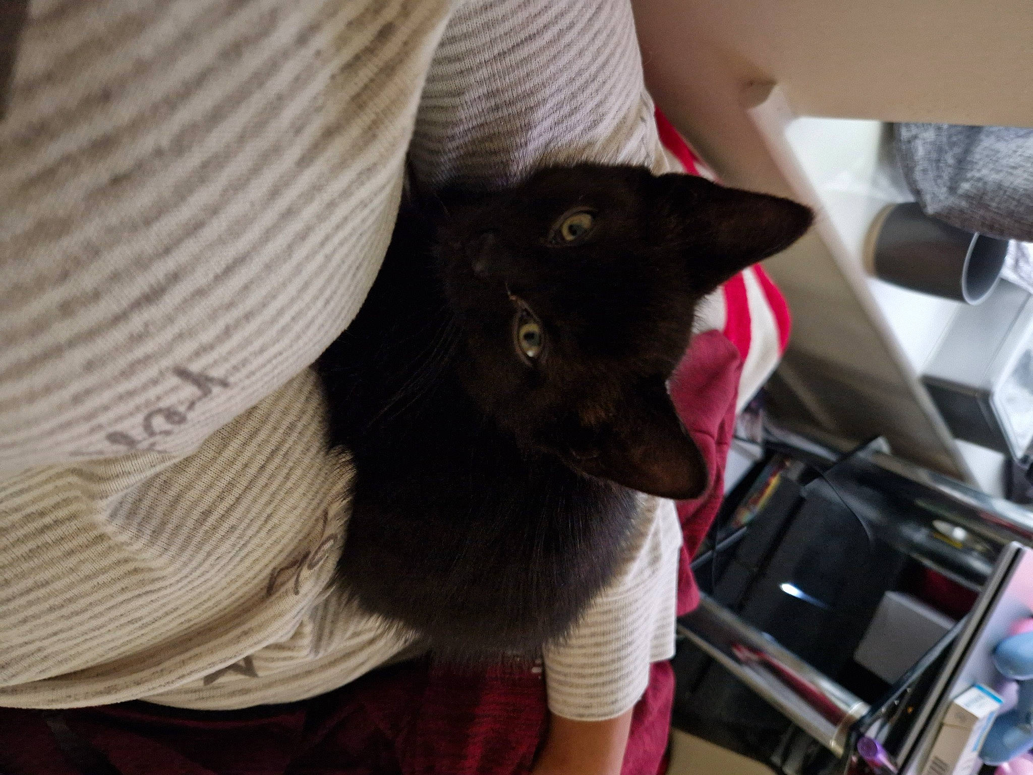 Guiness is registered to the contest to win money with this photo: black_cat, bombay, carnivore, cat, comfort, domestic_short_haired_cat, fashion_accessory, felidae, fur, sleeve, small_to_medium_sized_cats, tail, whiskers