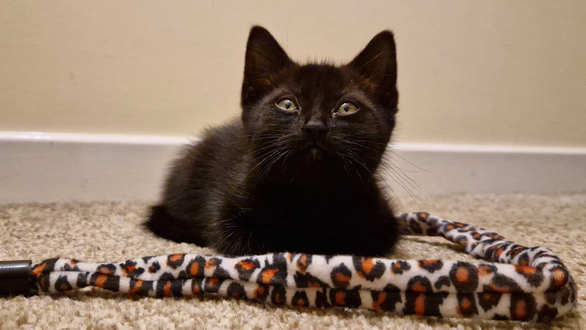 Guiness is registered to the contest to win money with this photo: black_cat, bombay, carnivore, cat, cat_supply, claw, domestic_short_haired_cat, felidae, fur, pattern, paw, pet_food, photo_caption, small_to_medium_sized_cats, snout, tail, terrestrial_animal, whiskers