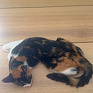 Rosie a rejoint le concours — aidez-le/la à gagner de superbes lots ! animal, black_fur, calico_cat, cat, chair, curled_up, dining_area, ears, fur, indoor, nap, orange_fur, pet, resting, sleeping, sleepy, tail, whiskers, white_fur, wooden_table