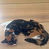 animal, black_fur, calico_cat, cat, chair, curled_up, dining_area, ears, fur, indoor, nap, orange_fur, pet, resting, sleeping, sleepy, tail, whiskers, white_fur, wooden_table