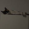 animal, black_white_orange, cabinet, calico_cat, cat, cozy, ears, furniture, home, indoor, legs, low_light, lying_down, paws, pet, portrait, relaxed, sleepy, wall, whiskers