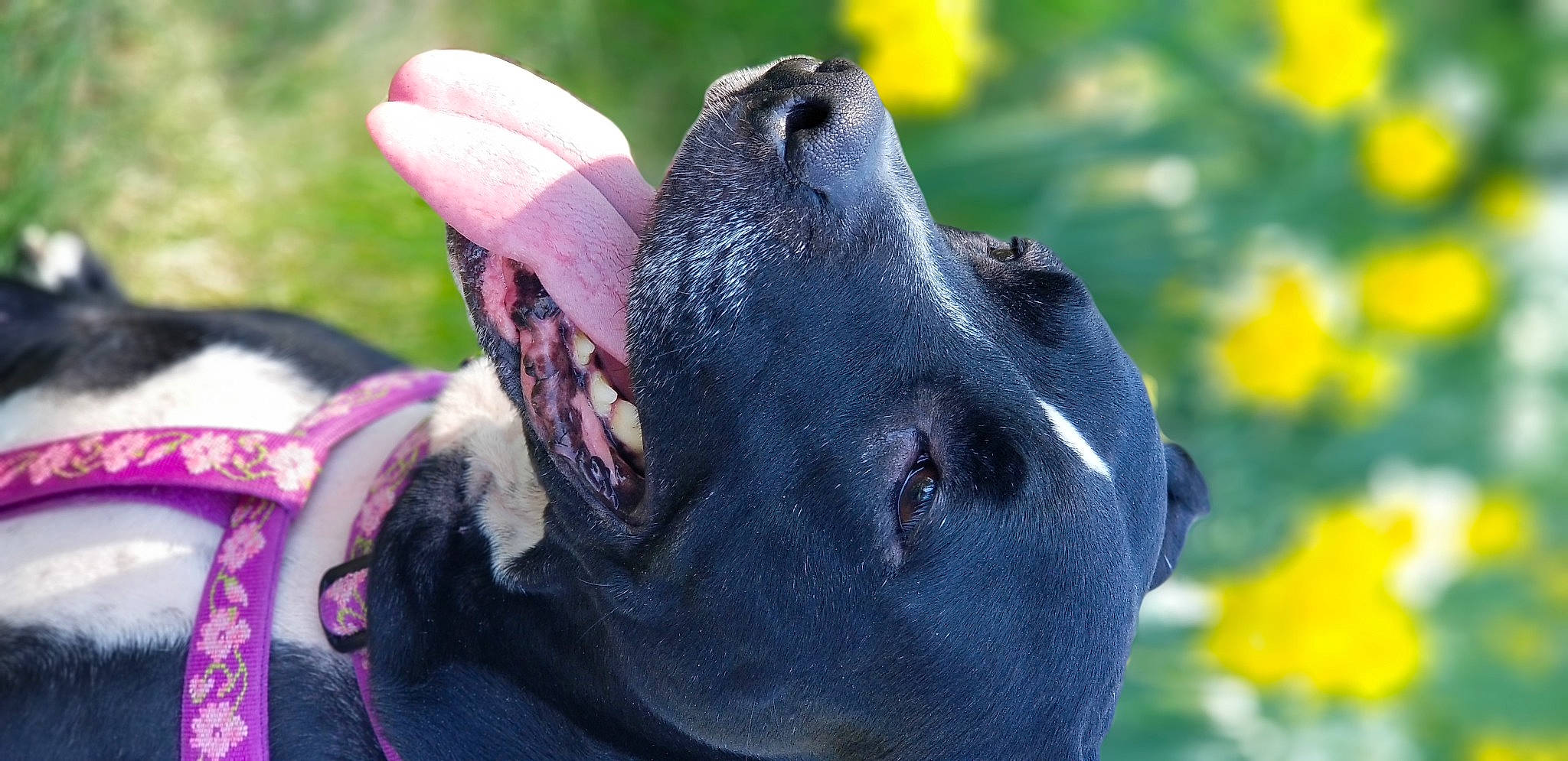 Remi joined the competition — help win amazing prizes! canidae, carnivore, dog, dog_breed, guard_dog, snout, sporting_group, vertebrate