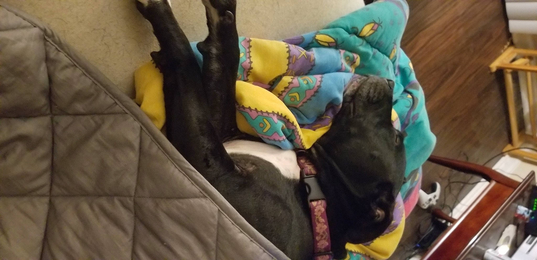 Remi is registered to the contest to win money with this photo: baby_carriage, baby_products, car_seat, cat, comfort, diaper_bag, furniture, leg, linens, non_sporting_group, product, room, textile