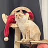 cat, feline, blue_eyes, fluffy, cream_color, cat_tree, wooden_structure, red_santa_hat, plush_toy, indoor, pet, animal, cute, comfortable, holiday_decor, toy, furniture, sitting, curious, domestic