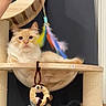 cat, fluffy_cat, cream_colored, cat_tree, bubble_perch, toy, feathers, indoor, pet, curious, relaxed, feline, playful, wooden_structure, rope_post, domestic_cat, animal, cute, resting, hanging_toy