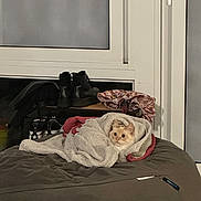 Nanamin is registered to the contest to win money with this photo: cat, blanket, bean_bag, indoor, cozy, furniture, shoes, window, curtain, clothing, pet, fur, resting, home, comfort, relaxation, domestic, animal, cute, warm