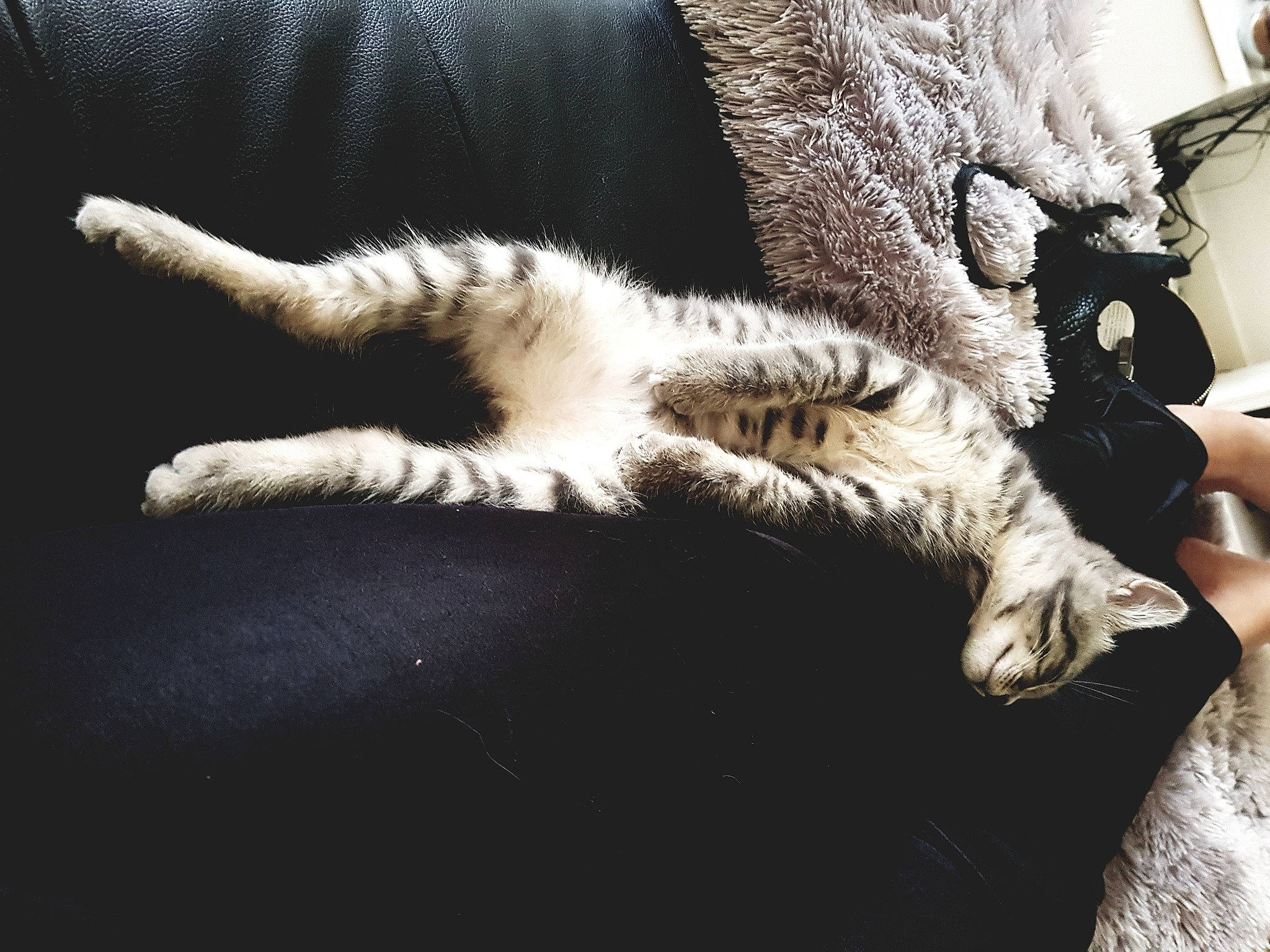 Bijou participe au concours pour gagner de l'argent avec cette photo : canidae, carnivore, cat, claw, comfort, couch, domestic_short_haired_cat, felidae, foot, fur, human_leg, nap, paw, sleep, small_to_medium_sized_cats, snout, tail, terrestrial_animal, whiskers