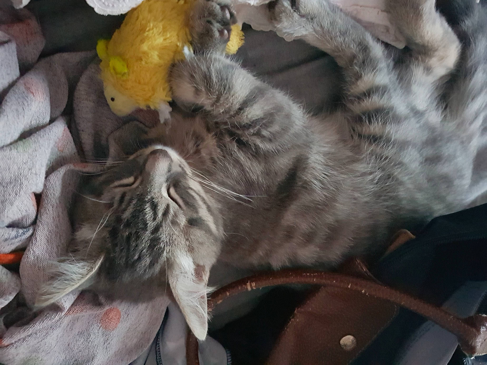 Bijou a rejoint le concours — aidez-le/la à gagner de superbes lots ! carmine, carnivore, cat, claw, domestic_short_haired_cat, felidae, fur, grey, nap, paw, plant, small_to_medium_sized_cats, snout, tail, whiskers