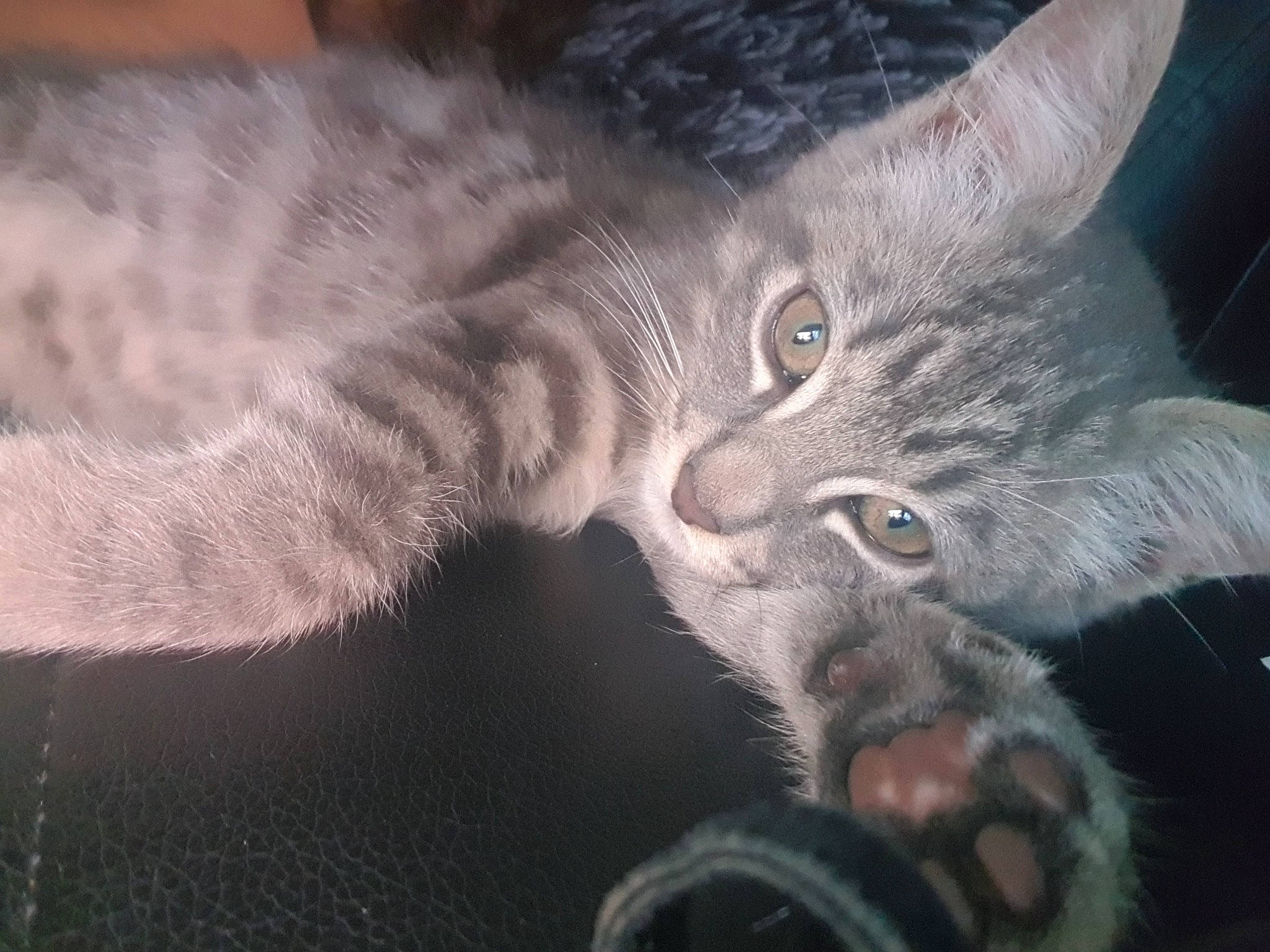 Bijou a rejoint le concours — aidez-le/la à gagner de superbes lots ! carnivore, cat, claw, domestic_short_haired_cat, ear, felidae, fur, gesture, grey, paw, small_to_medium_sized_cats, snout, tail, whiskers