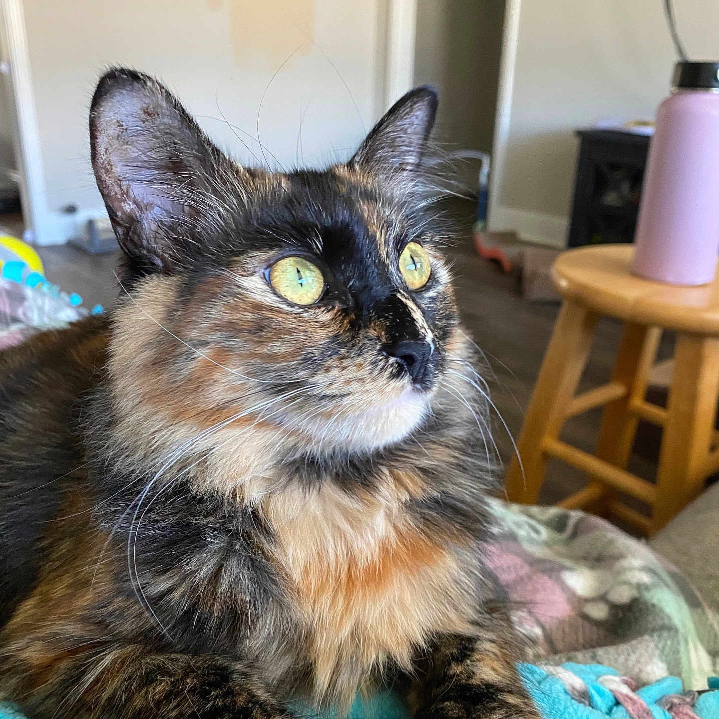 Izzy