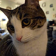 Walter Croncat is registered to the contest to win money with this photo: animal, background_blur, cat, close_up, closeup, curious, domestic_animal, face, feline, fur, household, indoor, mammal, pet, pink_nose, portrait, tabby, whiskers, yellow_eyes