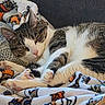 Walter Croncat joined the competition — help win amazing prizes! cat, tabby, white_fur, paws, blanket, patterned_blanket, resting, sleepy, cozy, indoor, fur, whiskers, ears, pink_nose, close_up, soft_texture, home, relaxed, animal, pet