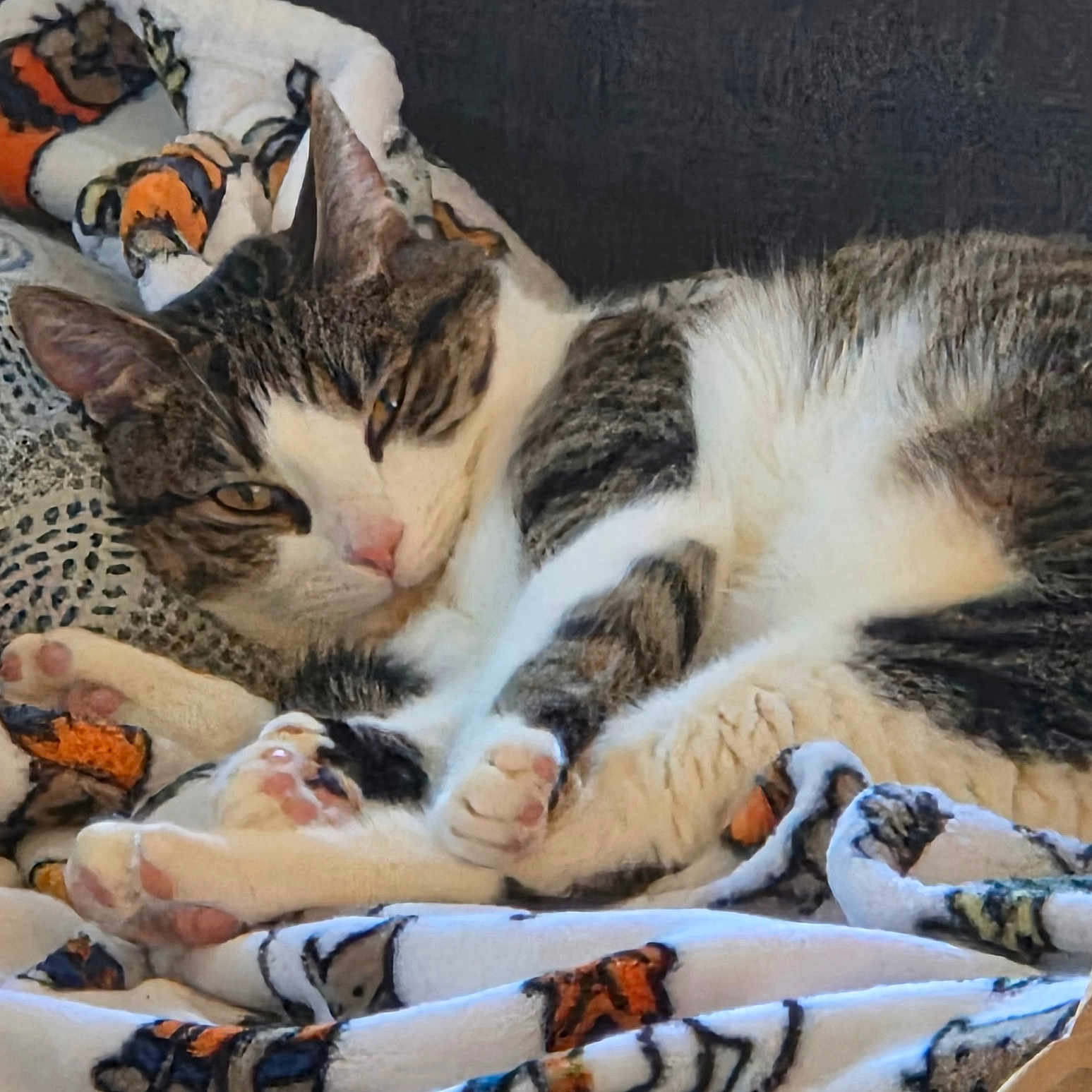 Walter Croncat joined the competition — help win amazing prizes! cat, tabby, white_fur, paws, blanket, patterned_blanket, resting, sleepy, cozy, indoor, fur, whiskers, ears, pink_nose, close_up, soft_texture, home, relaxed, animal, pet