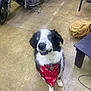 dog, bandana, heterochromia, black_and_white, smile, pet, indoor, concrete_floor, motorcycle, garage, collar, canine, playful, animal, floor, leash, red_bandana, furniture, chair, casual