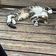 Athena is registered to the contest to win money with this photo: cat, tabby, sleeping, wood, deck, outdoor, feline, pet, relaxing, paw, striped, animal, resting, sunlight, nature, domestic_animal, cute, peaceful, fur, whiskers