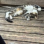 cat, tabby, sleeping, wood, deck, outdoor, feline, pet, relaxing, paw, striped, animal, resting, sunlight, nature, domestic_animal, cute, peaceful, fur, whiskers