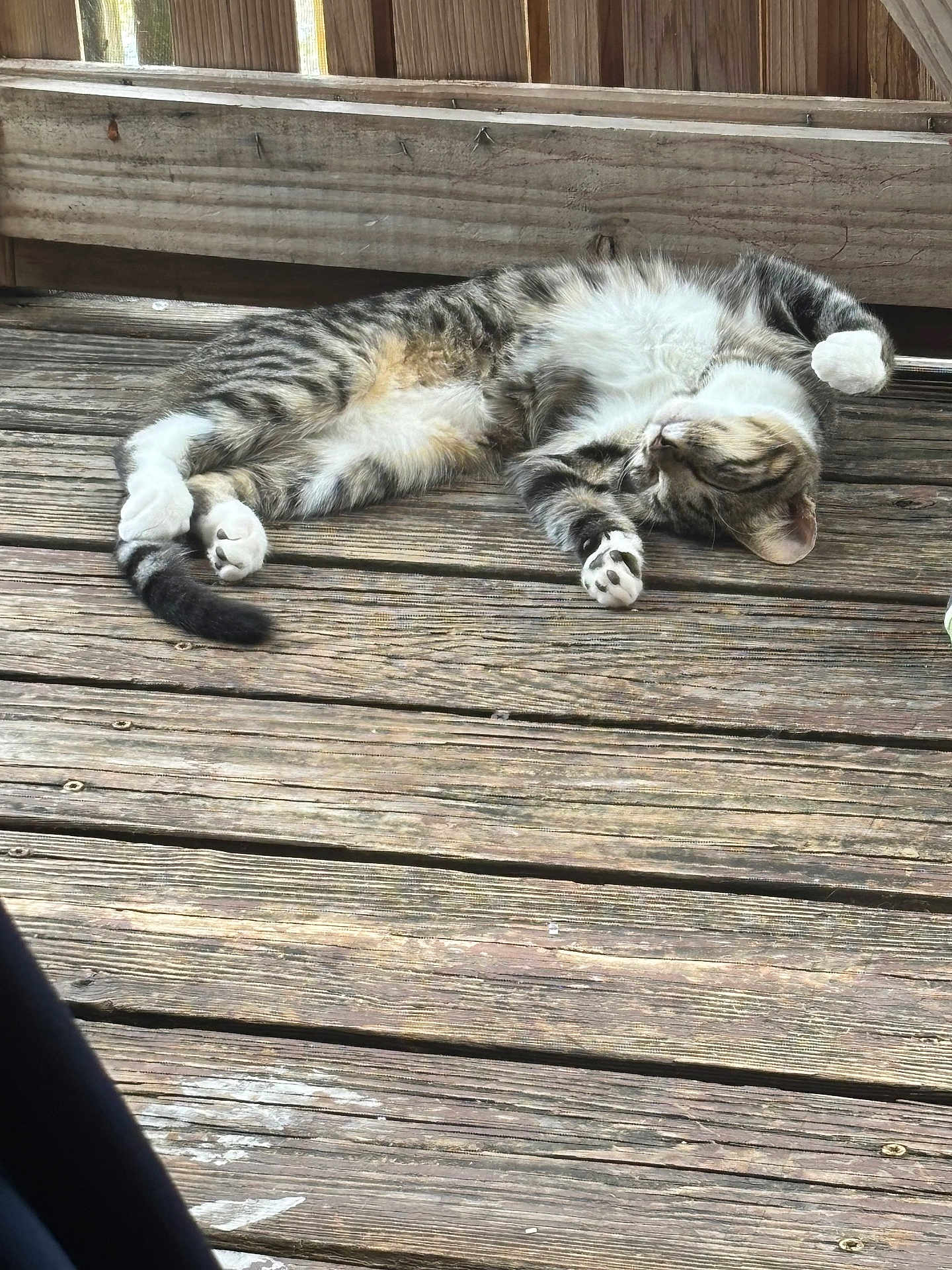 Athena is registered to the contest to win money with this photo: cat, tabby, sleeping, wood, deck, outdoor, feline, pet, relaxing, paw, striped, animal, resting, sunlight, nature, domestic_animal, cute, peaceful, fur, whiskers