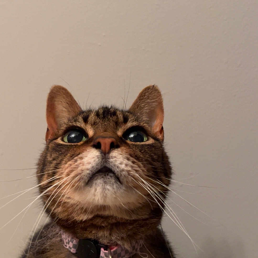 Dunkin is registered to the contest to win money with this photo: abyssinian, accessories, animal, bead, bodypart, cat, collar, hardwood, jewelry, kitten, manx, mouth, necklace, ornament, person, pet, siamese, strap, tongue, wood