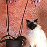 cat, fluffy, blue_eyes, sitting, indoor, potted_plant, orchid, flower, pink, green_leaves, pot, textured_wall, orange_wall, decor, domestic_cat, pet, feline, natural_light, shadow, still_life
