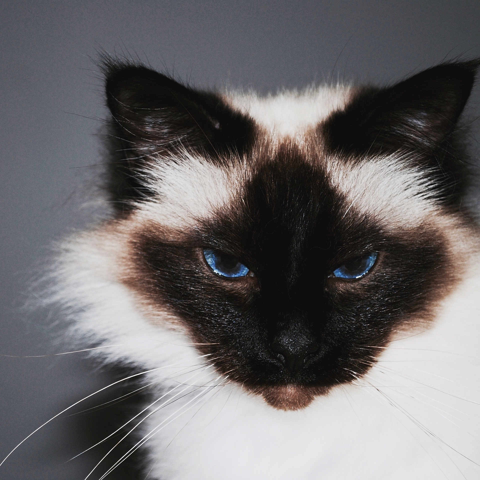 Ibiza a rejoint le concours — aidez-le/la à gagner de superbes lots ! cat, blue_eyes, close_up, portrait, feline, whiskers, fur, animal, pet, domestic_cat, mammal, face, black_and_white_fur, indoor, looking, alert, ears, nose, head, expression