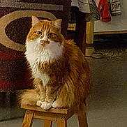 Yoda a rejoint le concours — aidez-le/la à gagner de superbes lots ! cat, orange_cat, white_fur, fluffy, long_hair, sitting, stool, wooden_stool, indoor, living_room, furniture, rug, couch, chair, portrait, looking_at_camera, whiskers, ears, cozy, pet