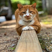 Henry is registered to the contest to win money with this photo: cat, ginger_cat, white_paws, outdoor, wooden_beam, nature, green_background, focused, animal, pet, feline, fur, whiskers, closeup, portrait, leaf, ground, tree, daylight, curious