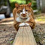 cat, ginger_cat, white_paws, outdoor, wooden_beam, nature, green_background, focused, animal, pet, feline, fur, whiskers, closeup, portrait, leaf, ground, tree, daylight, curious