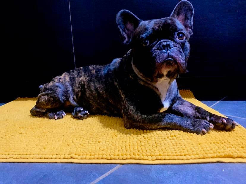 Moogly a rejoint le concours — aidez-le/la à gagner de superbes lots ! american_bulldog, bulldog, canidae, carnivore, companion_dog, dog, dog_breed, fawn, french_bulldog, mammal, non_sporting_group, olde_english_bulldogge, snout, toy_bulldog, vertebrate