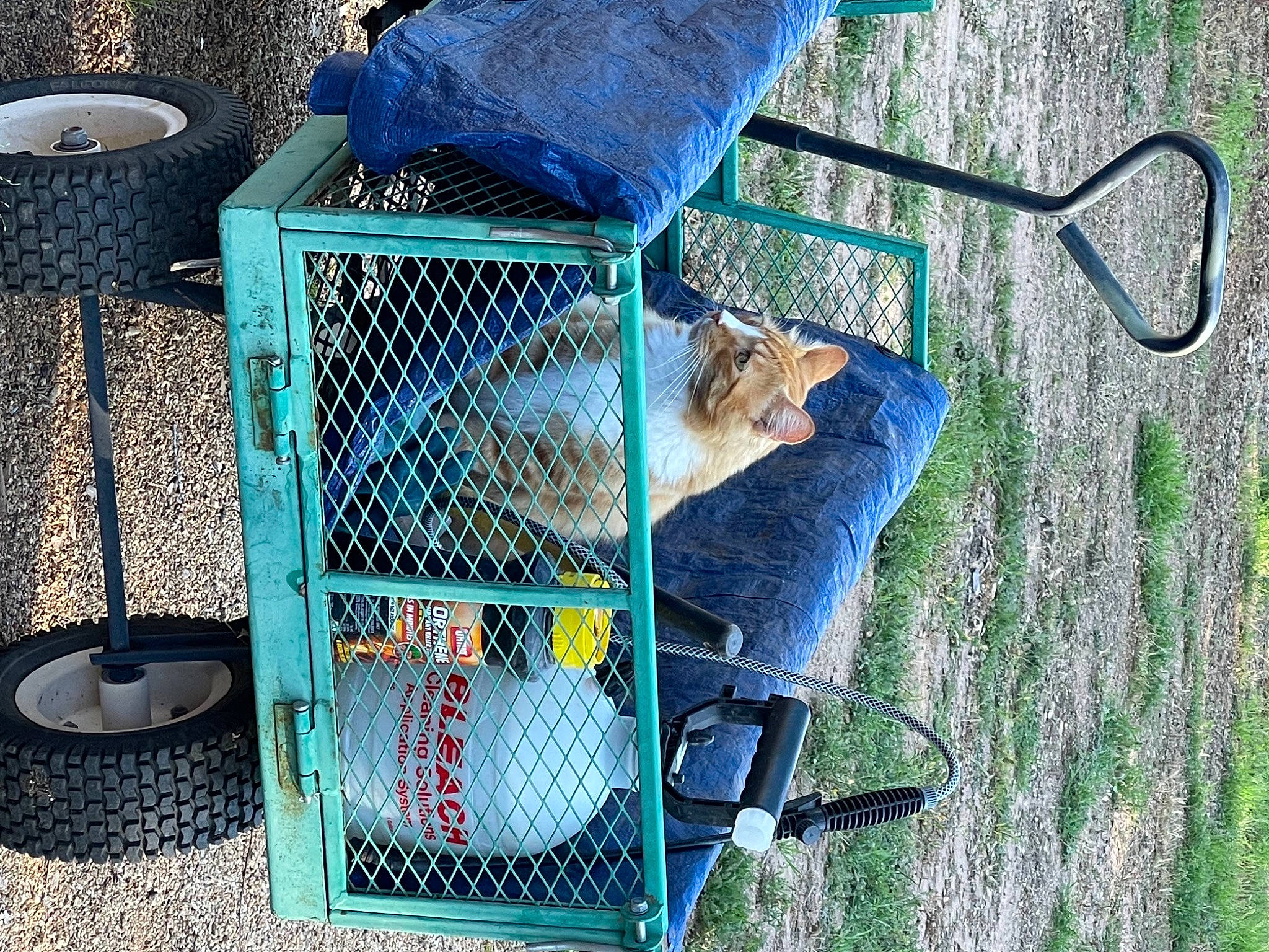 Loki is registered to the contest to win money with this photo: automotive_exterior, automotive_tire, blue, cage, cooking, electric_blue, fun, gas, grass, green, leisure, light, mesh, metal, motor_vehicle, outdoor_furniture, recreation, service, sitting, tree