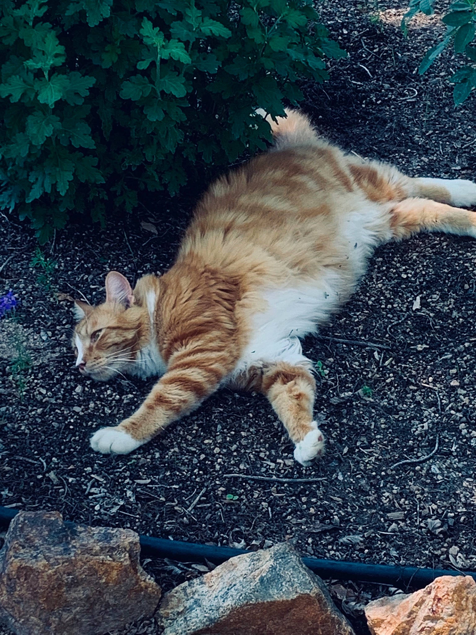 Loki joined the competition — help win amazing prizes! asphalt, carnivore, cat, domestic_short_haired_cat, fawn, felidae, fur, grass, mammal, morning, organism, paw, plant, road_surface, small_to_medium_sized_cats, snout, sunlight, tail, whiskers, wood