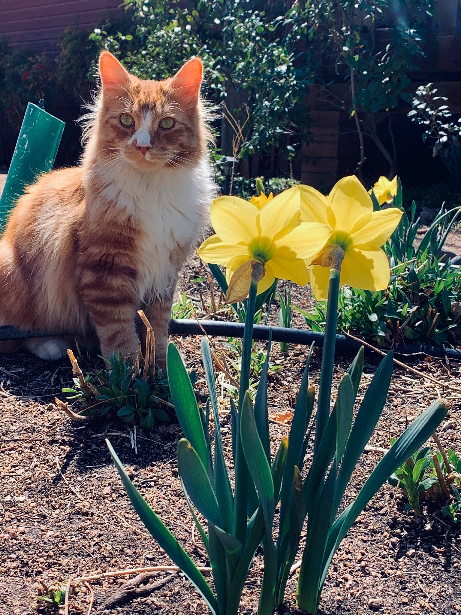 Loki is registered to the contest to win money with this photo: carnivore, cat, eye, fawn, felidae, flower, flowering_plant, fur, grass, iris, landscape, natural_landscape, petal, plant, small_to_medium_sized_cats, sunlight, tail, terrestrial_plant, whiskers, wood