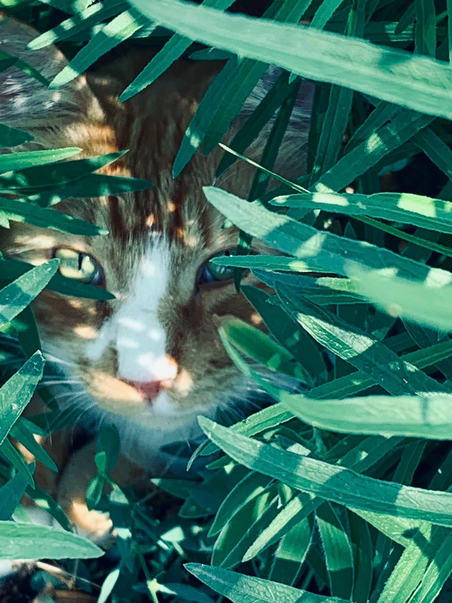 Loki is registered to the contest to win money with this photo: art, botany, carnivore, cat, electric_blue, felidae, font, graphics, grass, illustration, line, organism, painting, pattern, plant, small_to_medium_sized_cats, symmetry, terrestrial_plant, visual_arts, whiskers