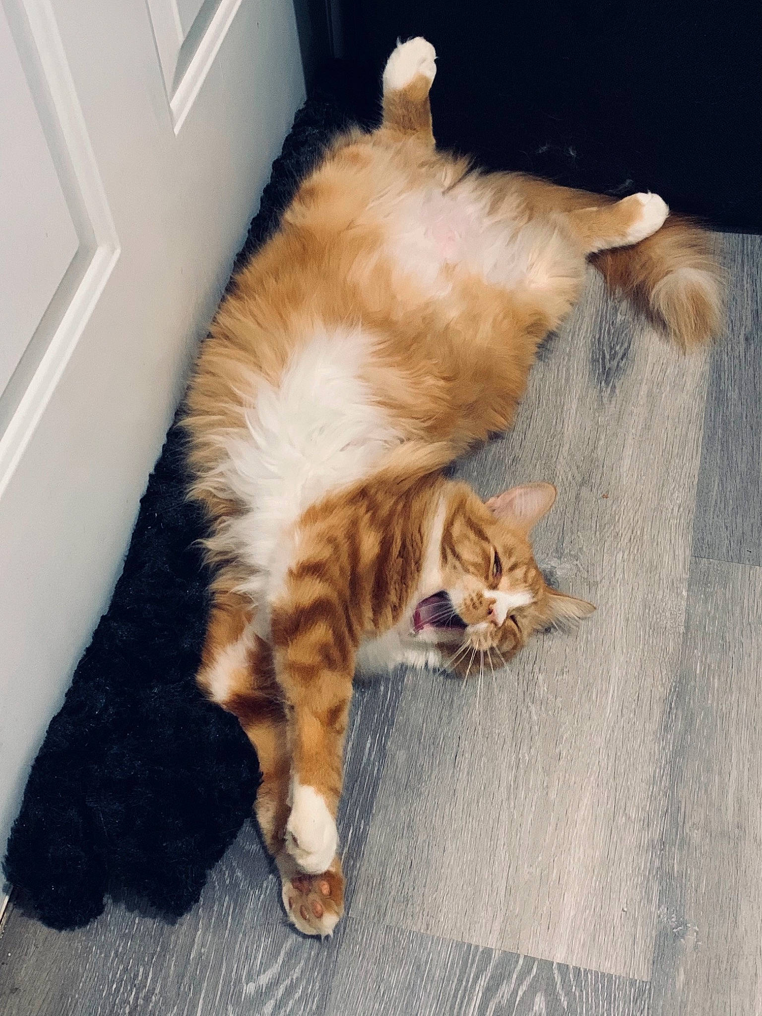 Loki is registered to the contest to win money with this photo: carnivore, cat, claw, comfort, domestic_short_haired_cat, fawn, felidae, flooring, foot, fur, hardwood, human_leg, nap, paw, plant, sitting, small_to_medium_sized_cats, tail, whiskers, wood