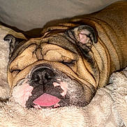 Bully is registered to the contest to win money with this photo: bulldog, dog, sleeping, tongue_out, wrinkles, close_up, pet, animal, cozy, blanket, fur, indoor, resting, cute, muzzle, relaxed, snout, soft_texture, companion, napping