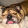 bulldog, dog, sleeping, tongue_out, wrinkles, close_up, pet, animal, cozy, blanket, fur, indoor, resting, cute, muzzle, relaxed, snout, soft_texture, companion, napping