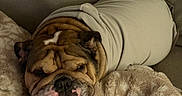 Bully is registered to the contest to win money with this photo: bulldog, dog, pet, blanket, couch, cozy, wrapped, snug, brown, fur, face, sleepy, tongue, cute, indoor, resting, wrinkles, comfort, soft, relaxed