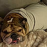 bulldog, dog, pet, blanket, couch, cozy, wrapped, snug, brown, fur, face, sleepy, tongue, cute, indoor, resting, wrinkles, comfort, soft, relaxed